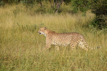 Cheetah Kruger National Park South-Africa