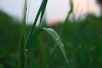 dew on wheat plant during sunrise 