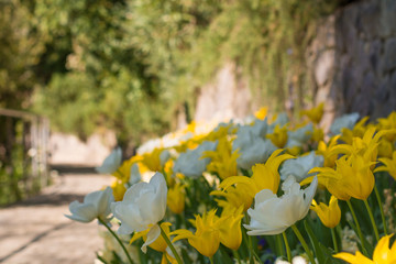 The Botanic Gardens of Trauttmansdorff Castle, Merano, south tyrol, Italy,