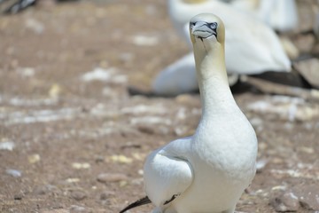 Fous de Bassan, Ïle Bonaventure, Québec, Canada