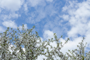 White cherry flowers on a sunny day, with clear view of the sky.  