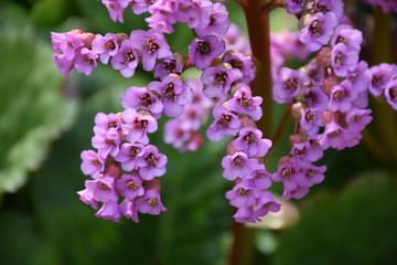 Bergenie, Bergenia Hybriden