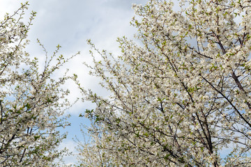 Blossom cherry trees with white flowers in spring.