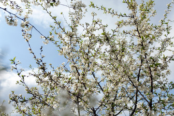 Blossom cherry trees with white flowers in spring.