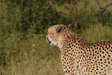 Cheetah Kruger National Park South-Africa
