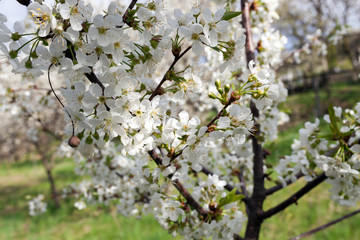 White cherry flowers, close-up view with a small depth of field. 