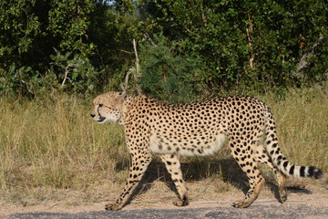Cheetah Kruger National Park South-Africa