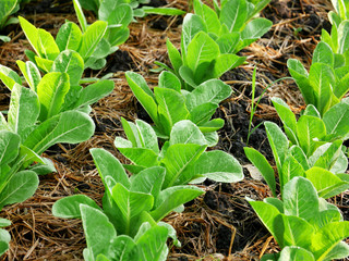 Garden of romaine or cos lettuce