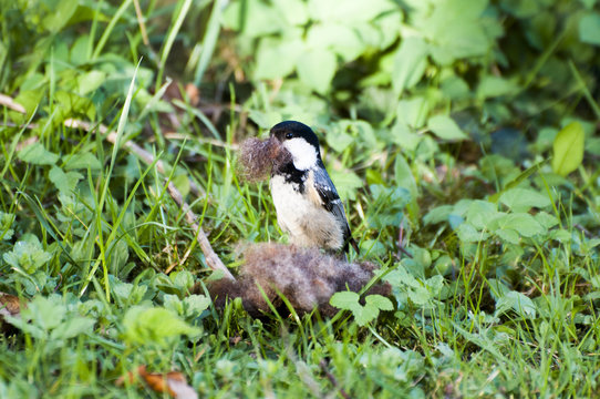 Vogel baut sich sein Nest
