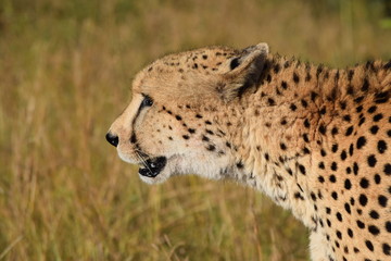 Cheetah Kruger National Park South-Africa