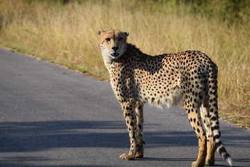 Cheetah Kruger National Park South-Africa