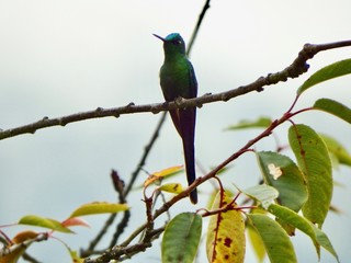 Hummingbird on the jungle 