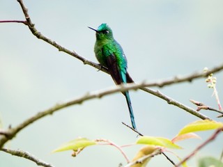 Hummingbird on the jungle 