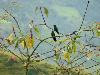 Couple of hummingbirds