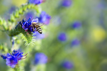 Bee pollinating flower