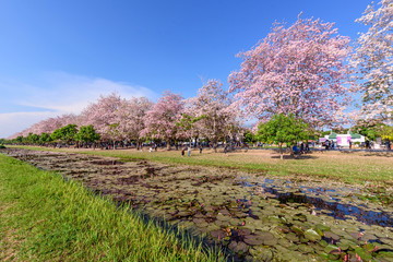 Pink Tecoma festival street and traveler at Kasetsart University