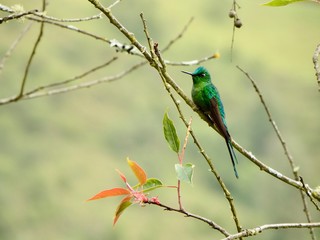 Hummingbird on the jungle 