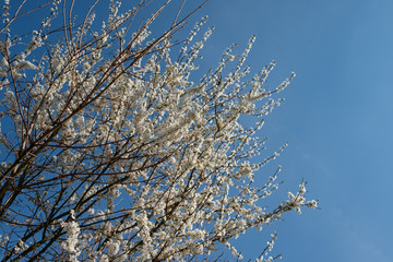 Wei&szlig;e Bl&uuml;ten im Fr&uuml;hling an einem Baum