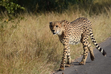 Cheetah Kruger National Park South-Africa