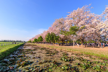 Obraz premium Pink Tecoma festival street and traveler at Kasetsart University
