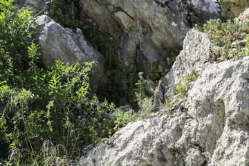 wild plants and flowers in spain