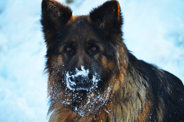 German Shepherd playing in the snow