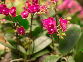 Closeup of  Mini Phalaenopsis Orchid Flower