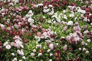 Flowers in garden