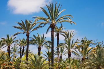 Naklejka na ściany i meble A palm grove on a background of a blue cloudy sky. Elche is a city of palm trees. Spain. Sunny summer 