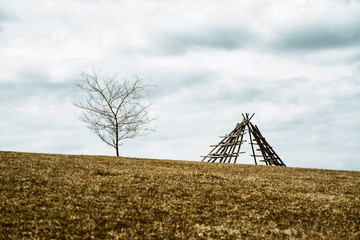 Lonely tree on horizon
