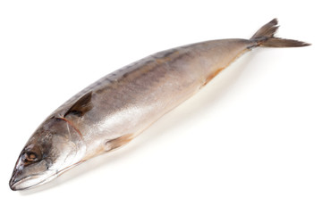 One fresh mackerel isolated on white background