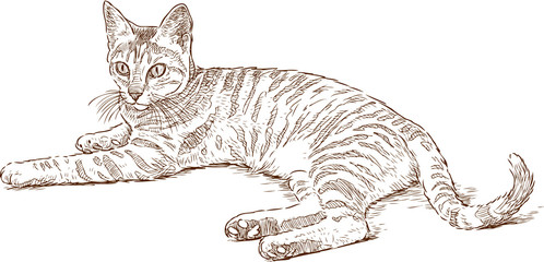 sketch of a lying striped cat