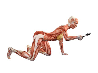 Femal muscle anatomy searching with 	magnifying glass 3D Illustration