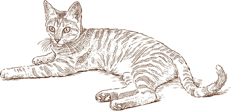 Cat Drawing Tutorial - How to draw a Cat step by step