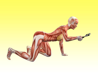 Femal muscle anatomy searching with 	magnifying glass 3D Illustration