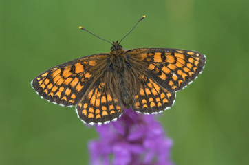 Wachtelweizen-Scheckenfalter auf Blume