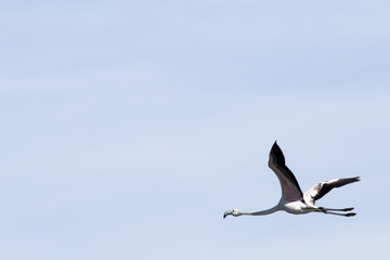 Flamenco volando sobre cielo azul