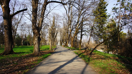 Old trees in the park. Sunny warm day. Spring landscape in the resort area of Nalchik.