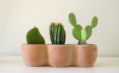 cactacee