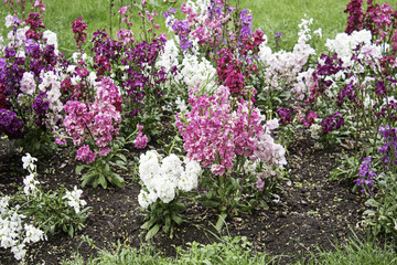 Obraz premium Flowers in garden