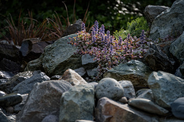 Garden landscaping with rocks and plants