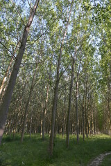 foresta