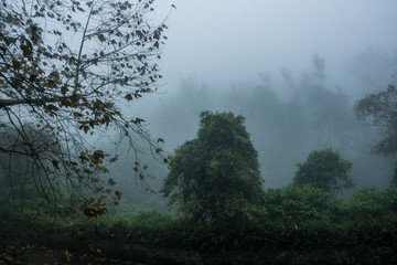 Veracruz Fog Park mexico