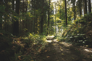 Magic dark forest. Autumn forest scenery with rays of warm light. Mistic forest. Teplickie Rocks Sudety Mountains