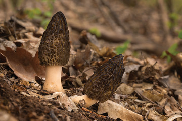 Morchella conica, edible mushrooms