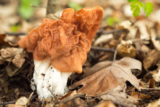 Gyromitra gigas, edible mushroom