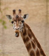 giraffe