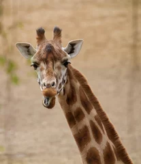 Fototapeten giraffe © stoekenbroek