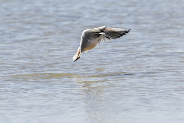 Naklejka premium Gaviota picofina alteando sobre el mar azul