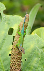 hagedis